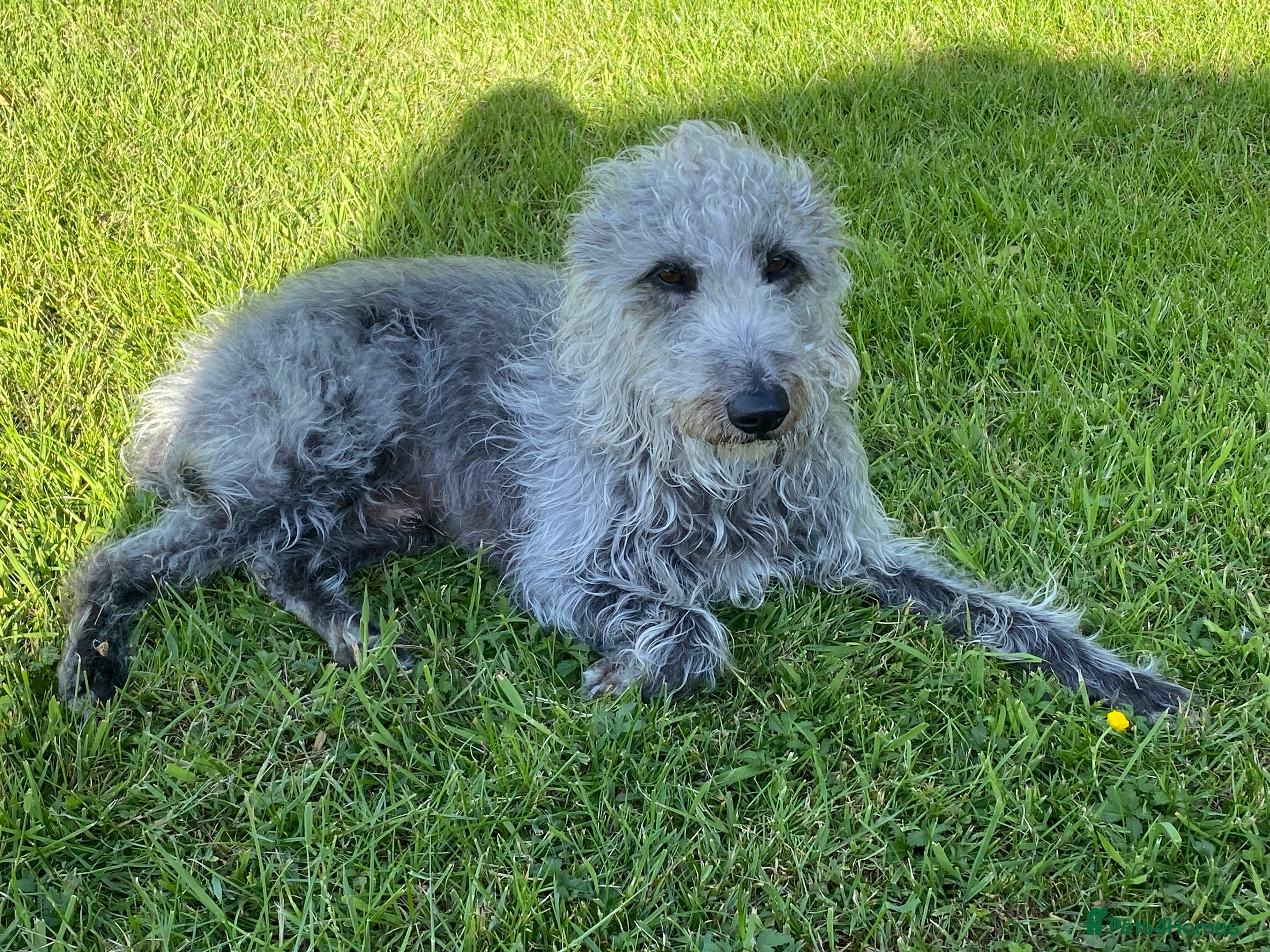 Bedlington Terrier dogs 3/4 Bedlington 1/4 Whippet Stunning boy for stud - Advert 2