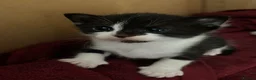 Domestic Shorthair cats for sale: Tabby cat kittens  - Advert 7