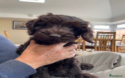Australian Labradoodle dogs for sale: Pure Australian Labradoodles - READY TO LEAVE  - Image 6