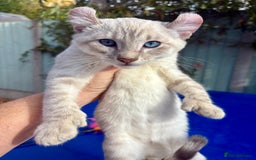 Bengal cats for sale: Gob smacking rare kittens  - Image 1