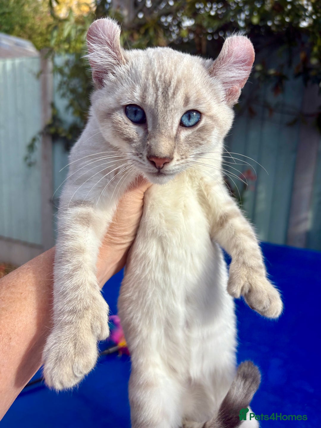 Bengal cats for sale: Gob smacking rare kittens  - Image 1