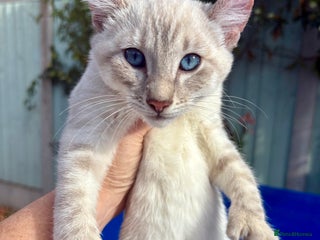 Bengal cats - Advert 30