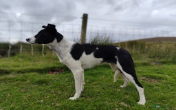Border Collie dogs for sale: 10 months old male border collie - Image 1