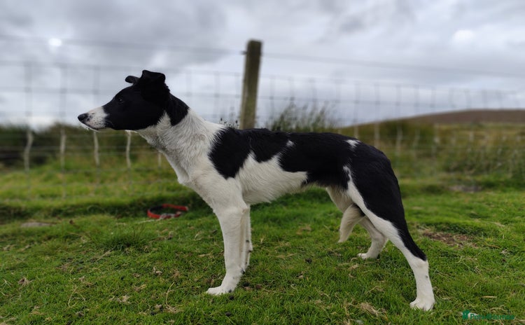 Border Collie dogs - Advert 3