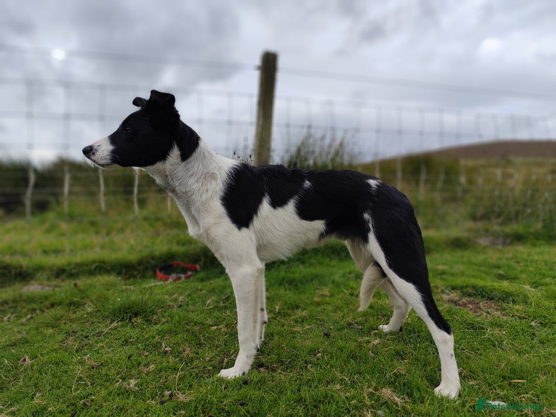 Border Collie dogs for sale: 10 months old male border collie - Image 1