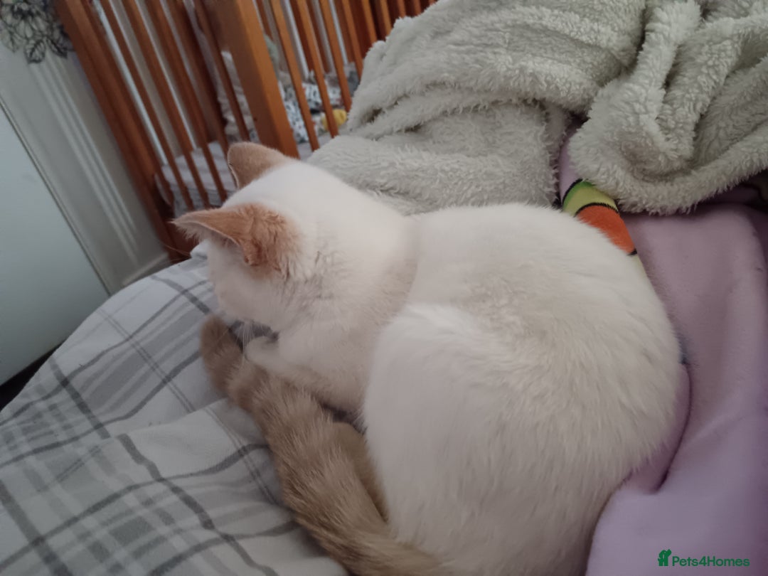 British Shorthair cats for sale: Flame point british shorthair  - Advert 7