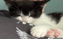 Mixed Breed cats for sale: Kitten for sale - Image 3