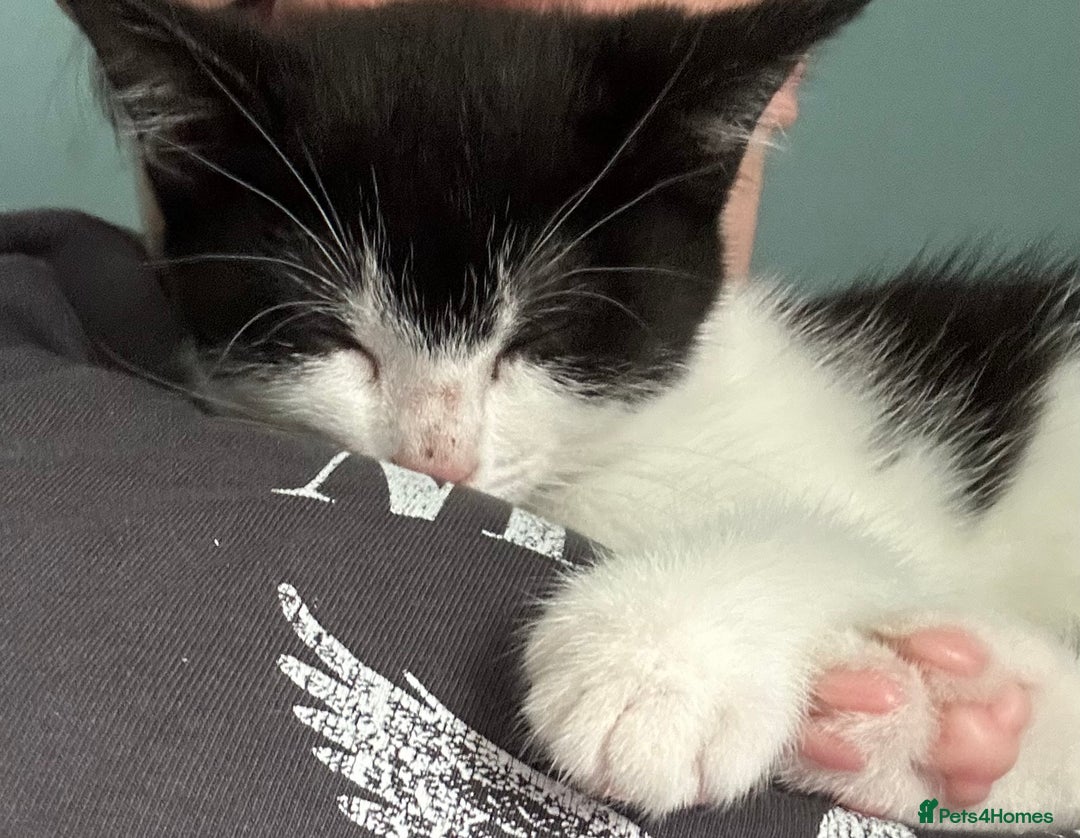 Mixed Breed cats for sale: Kitten for sale - Image 3