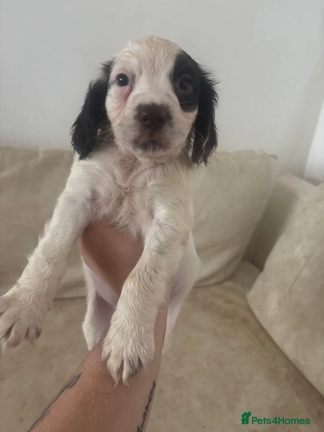 Sprocker dogs for sale: F1 high quality sprocker puppies Three boys left,  - Advert 6