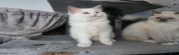 Ragdoll cats for sale: GCCF REGISTERED RAGDOLL KITTENS  - Advert 12