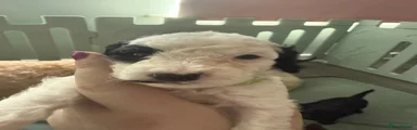 Cockapoo 2