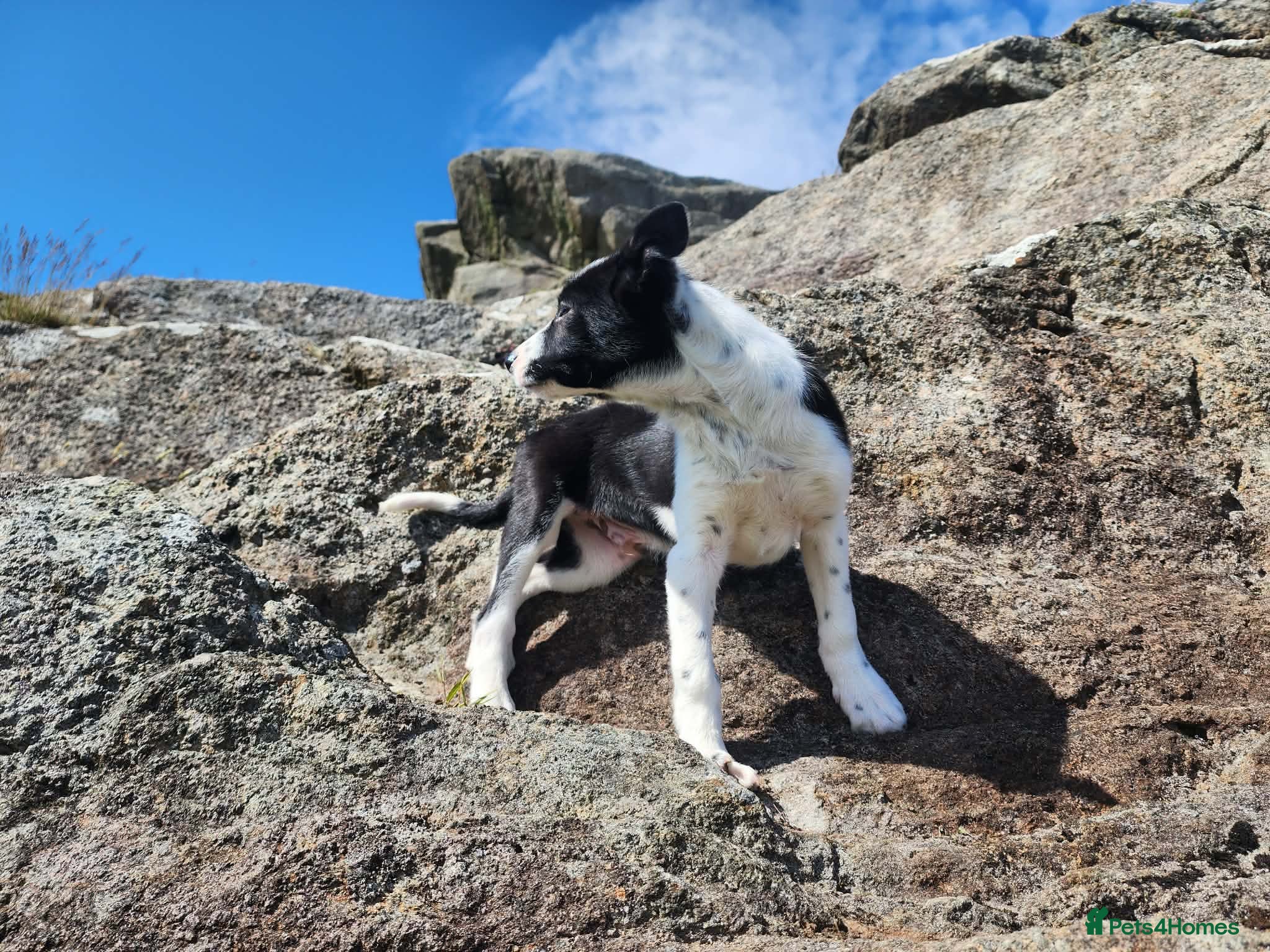 Border Collie dogs for sale: Gorgeous and Playful Border Collie Pup in Crymych - Advert 7