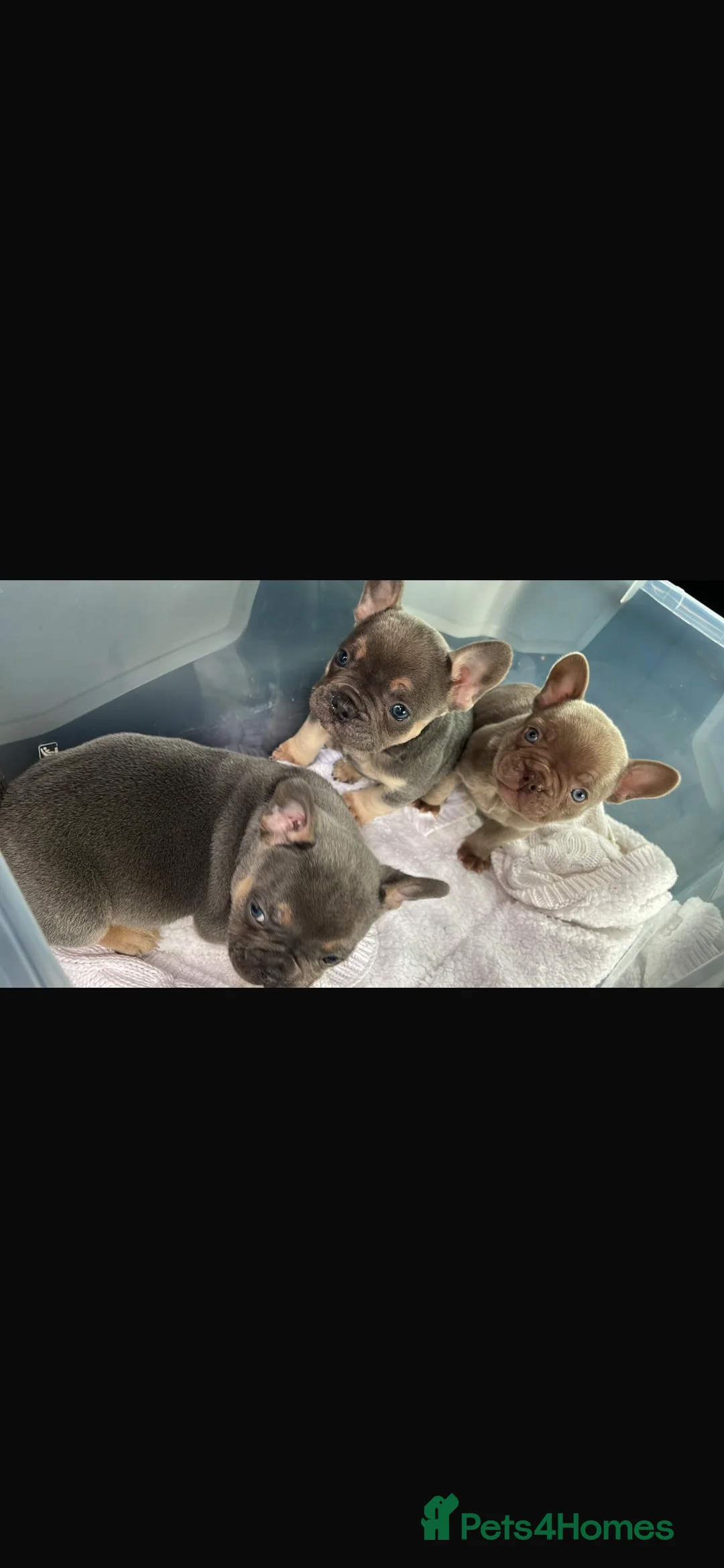 French Bulldog dogs for sale: Beautiful french bulldog puppy  - Advert 3