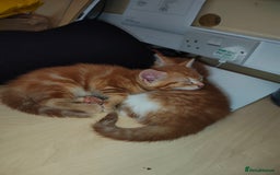 Mixed Breed cats for sale: Kittens - Image 14