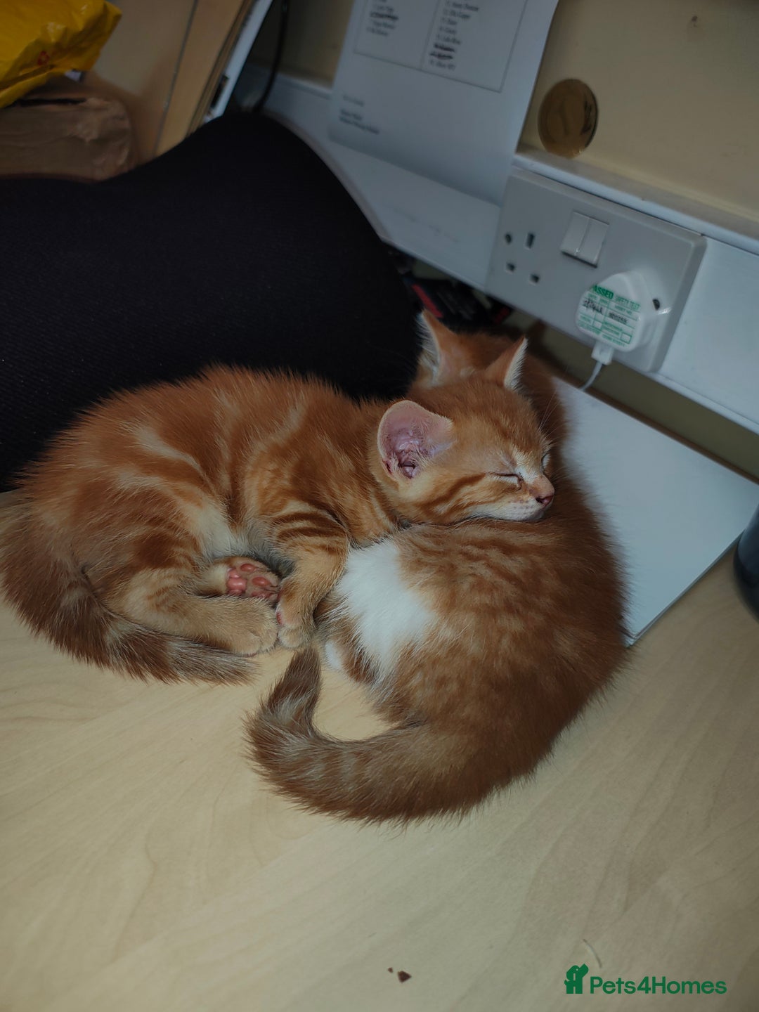 Mixed Breed cats for sale: Kittens - Image 14