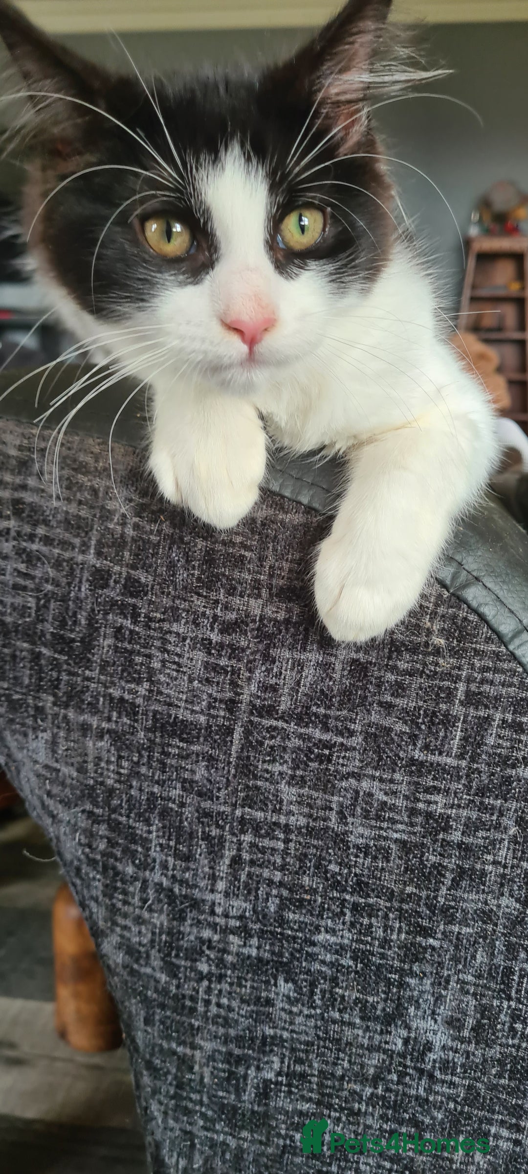 Maine Coon cats for sale: Beautiful Bonded Sisters - Image 9