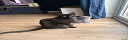 British Shorthair cats for sale: 2 Adult Cats / 1 kitten for sale - Advert 23