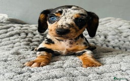 Miniature Dachshund dogs for sale: 4 beautiful daschunds  - Image 10
