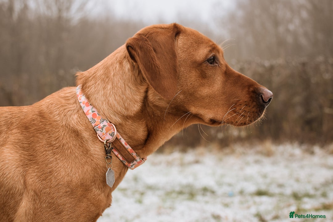 Labrador Retriever dogs for sale: Red pups due - Image 2