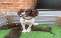 Sprocker dogs for sale: Last 2 girls available chocolate Sprockers - Image 36