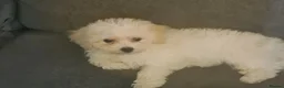 Bichon Frise dogs for sale: Beautiful female bichon frise - Advert 7