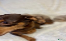 Miniature Dachshund dogs for sale: Miniature Dachshund puppies for sale  - Image 10