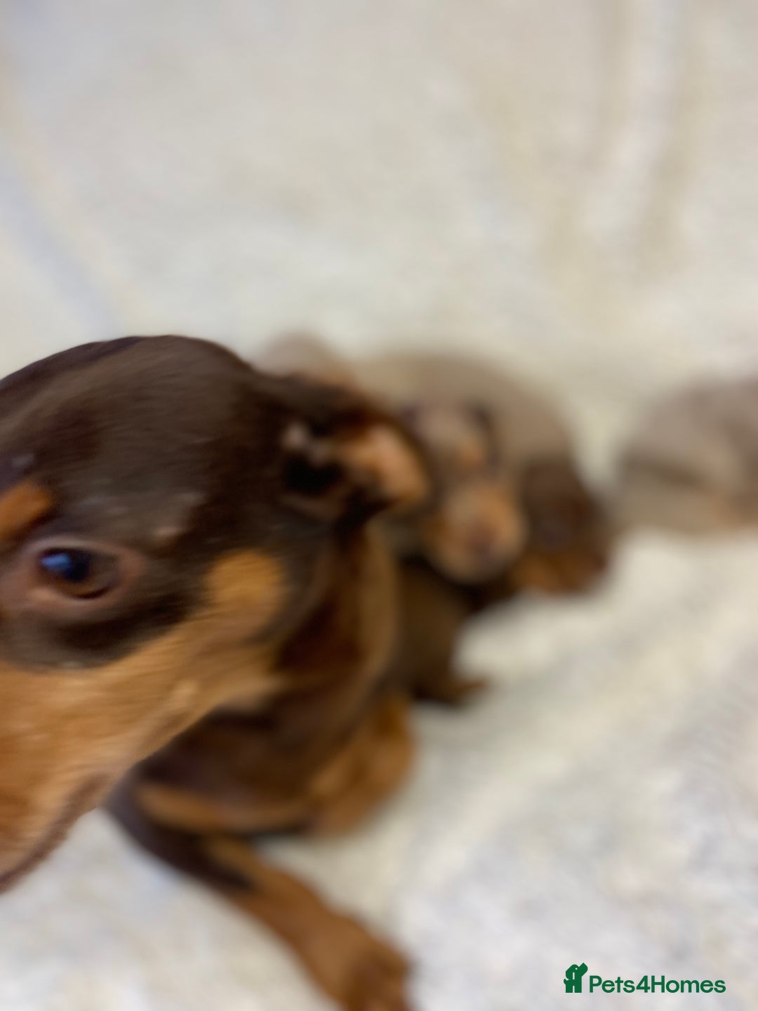Miniature Dachshund dogs for sale: Miniature Dachshund puppies for sale  - Image 10