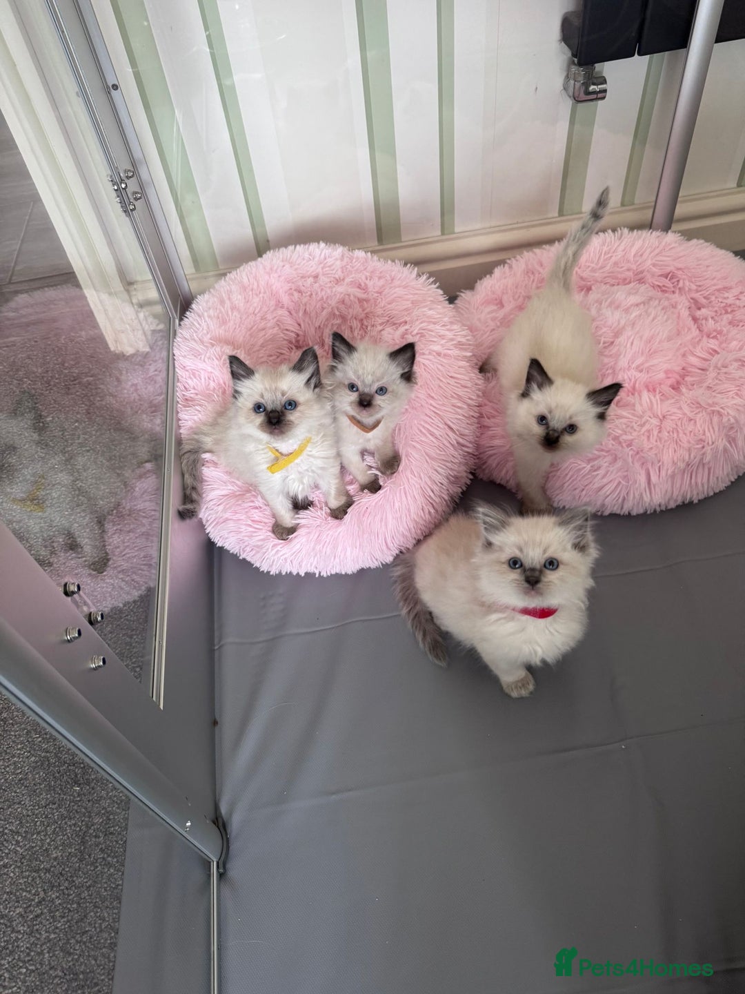 Ragdoll cats for sale: Loving Ragdoll Kittens  - Image 12