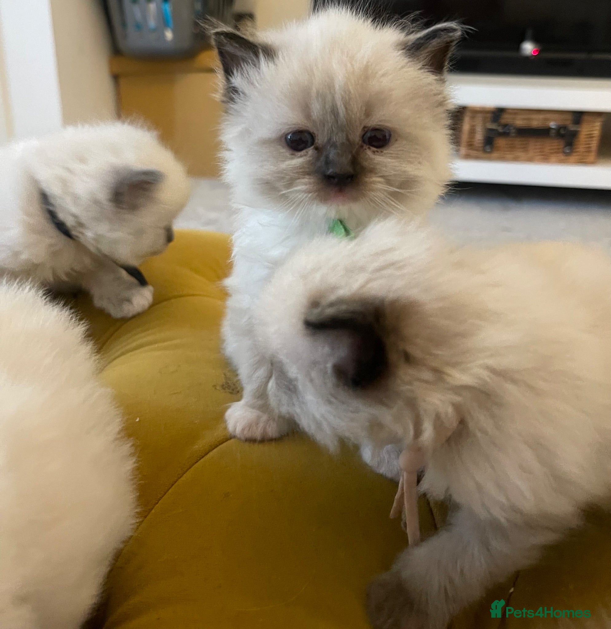 Ragdoll cats Beautiful PURE Ragdoll Kittens 🐱 - Advert 17