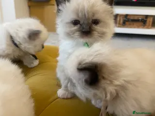 Ragdoll cats Beautiful PURE Ragdoll Kittens 🐱 - Advert 17