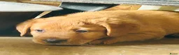 Labrador Retriever dogs for sale: Beautiful fox red Labrador puppies  in Thame - Advert 4