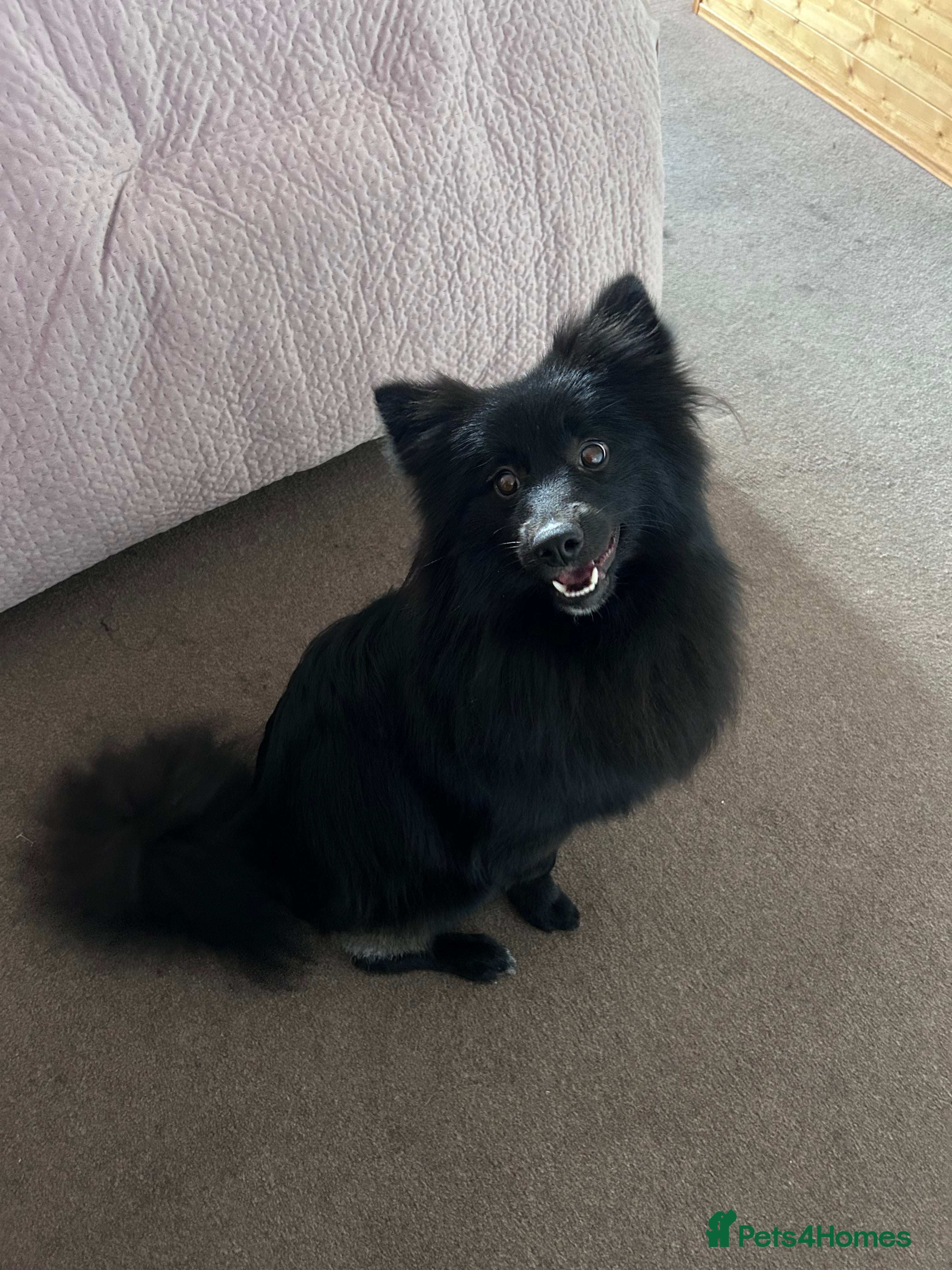 Mixed Breed dogs Pomeranian/ Spitz Mixed breed - Advert 13