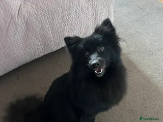 Mixed Breed dogs Pomeranian/ Spitz Mixed breed - Advert 9