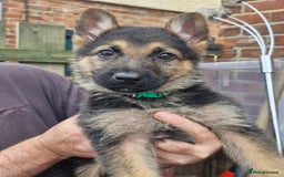 German Shepherd dogs for sale: KC German Shepherd pups LAST 2 BOYS! - Image 28