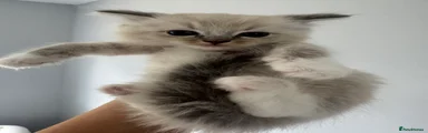 Ragdoll Kitten 2