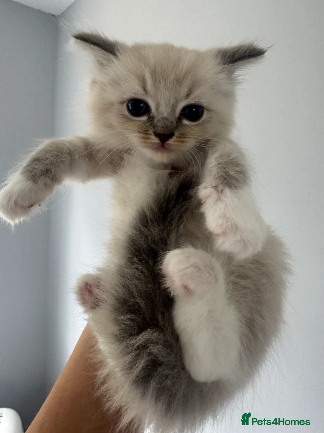 Ragdoll cats for sale: Full pedigree Champion line Ragdoll kittens ❤️😻 - Advert 2