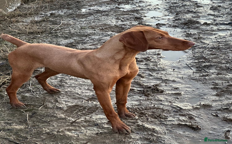Hungarian Vizsla dogs - Advert 6