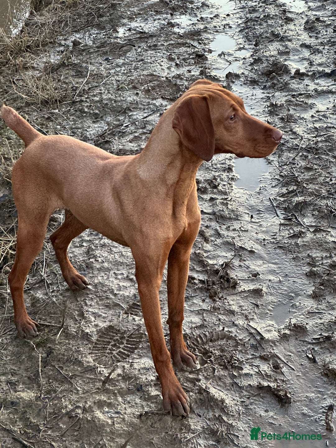 Hungarian Vizsla dogs for sale: Kc Hungarian vizsla  - Image 1