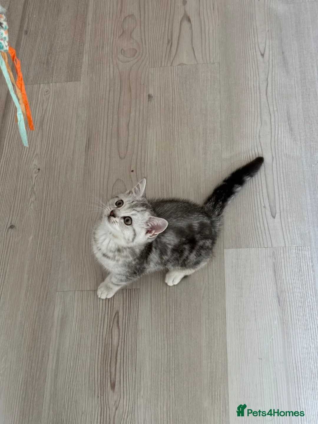 Scottish Fold cats for sale: Beautiful Scottish Straight Silver Tabby Male 🐾🤍 in Barking - Advert 2