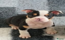 Mixed Breed dogs for sale: Price reduced!! Ready to go now! in Preston - Image 15