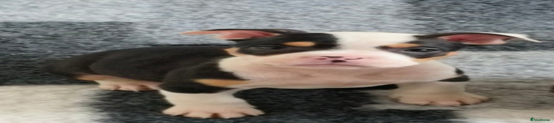 Puppy 4