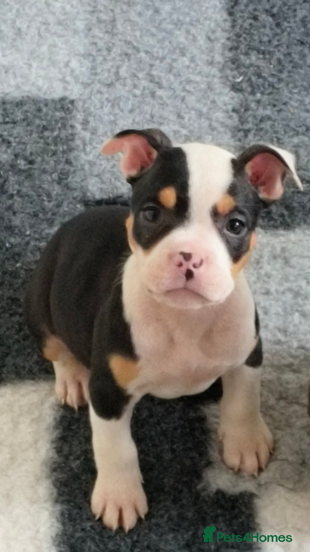 Mixed Breed dogs for sale: Price reduced!! Ready to go now! in Preston - Image 15