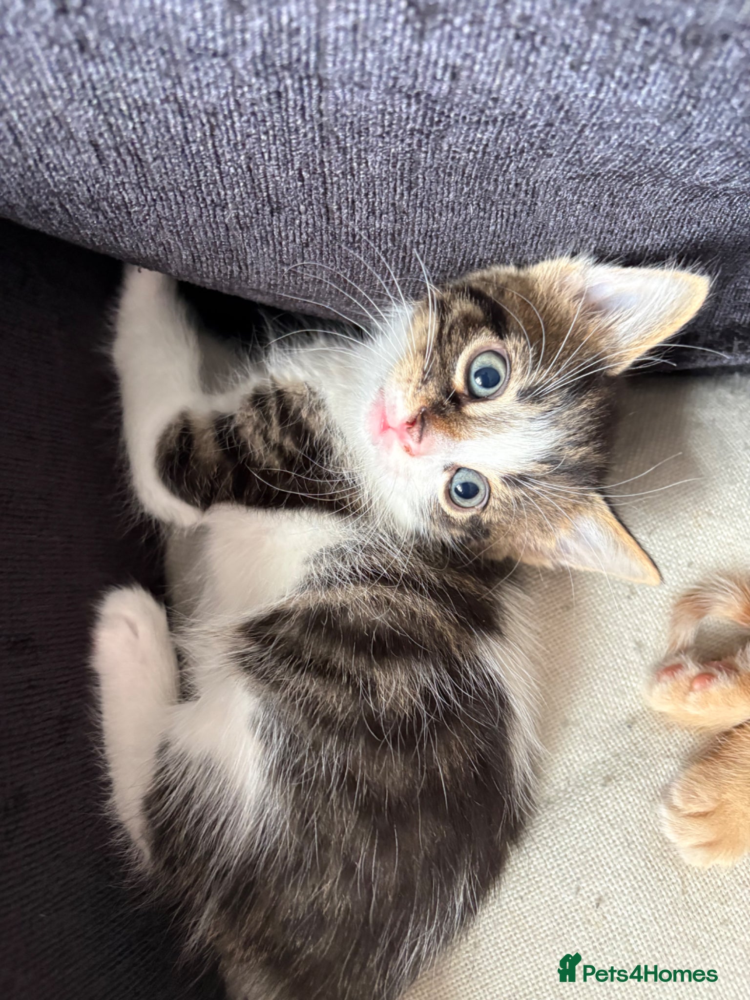 Mixed Breed cats 3 beautiful kittens ready to leave next week - Advert 2