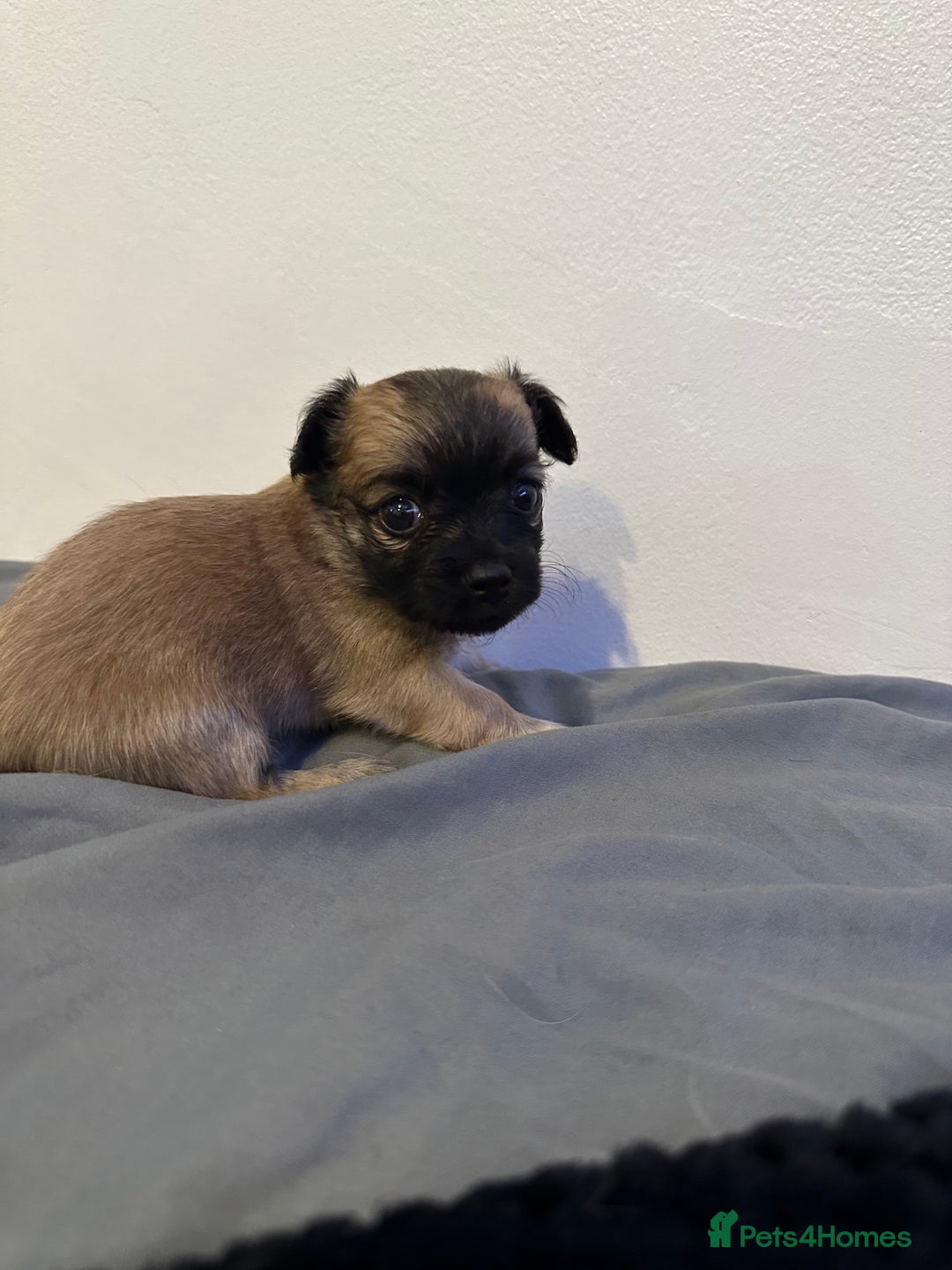 Chihuahua dogs for sale: 3 chihuahuas for sale - Image 6