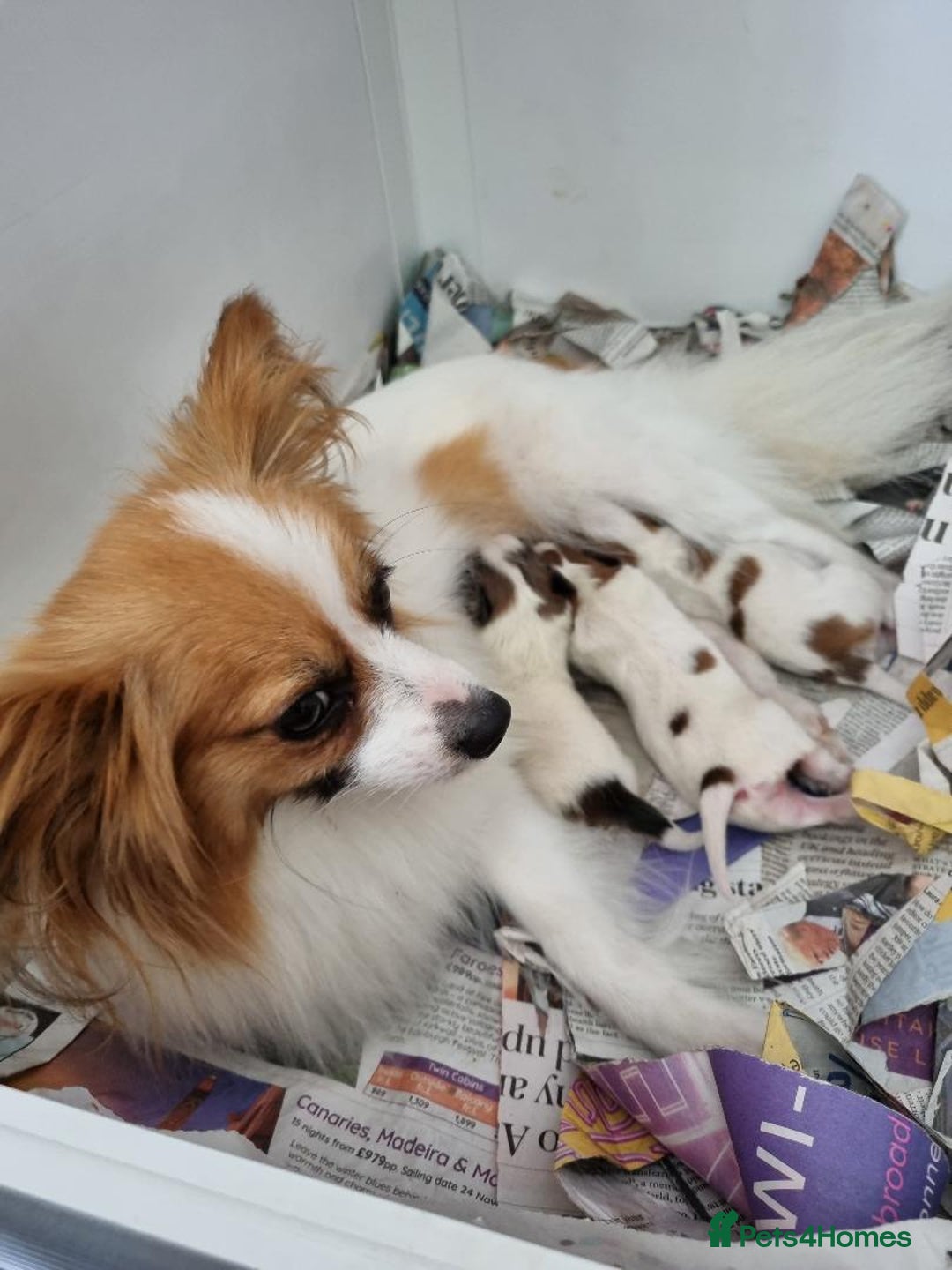 Papillon dogs for sale: Gorgeous Papillon boy  - Advert 2