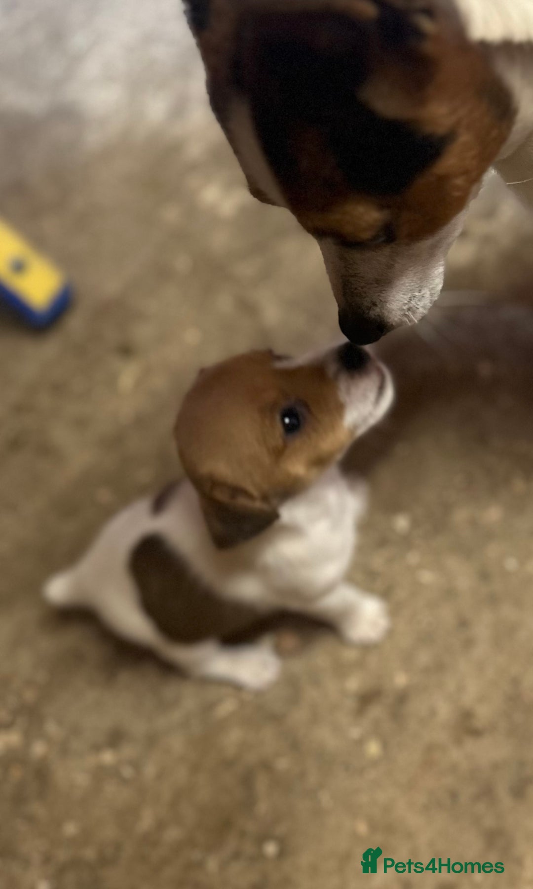 Jack Russell dogs for sale: Beautiful traditional jackrussel Pups  - Advert 6