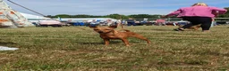 Miniature Pinscher dogs for sale: KC REG MINIATURE PINSCHER PUPPIES in Middlesbrough - Advert 2