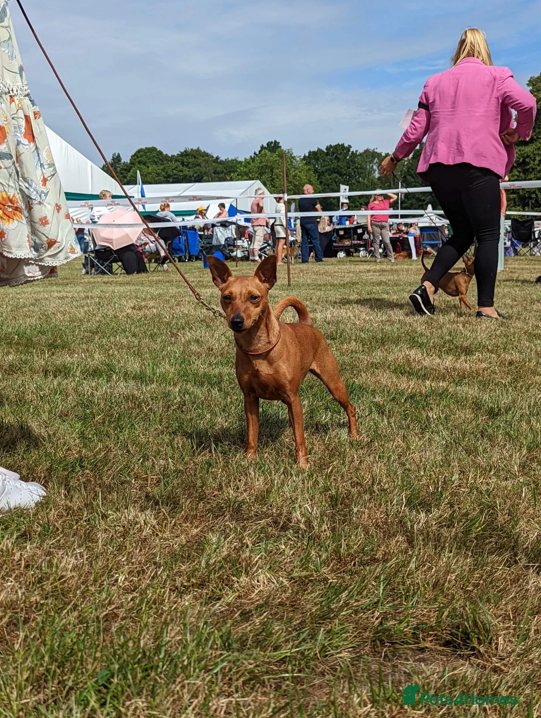 Miniature Pinscher dogs for sale: KC REG MINIATURE PINSCHER PUPPIES in Middlesbrough - Advert 2