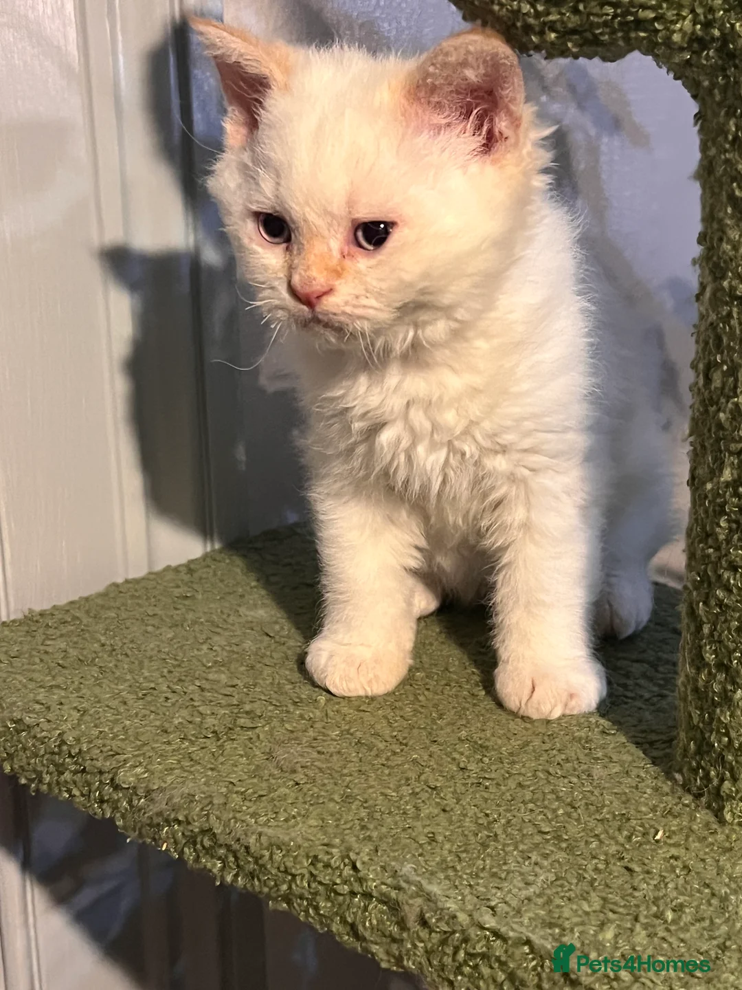 Selkirk Rex cats for sale: Stunning Selkirk rex kittens - Advert 9