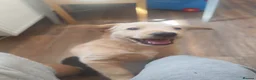 Goldador dogs for sale: Goldador female  in Norwich - Advert 8